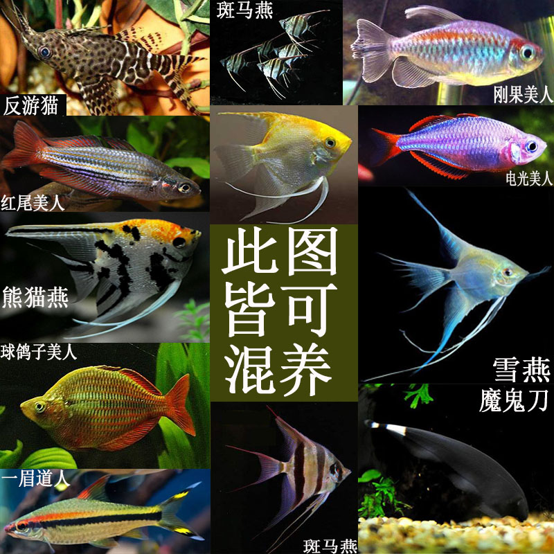 观赏鱼神仙鱼燕鱼秘鲁燕鱼鱼苗活体包活宠物套餐天使鱼热带鱼小型 - 图2