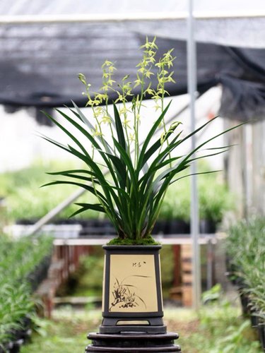 包对版墨兰花卉白墨吴字翠素心名品客厅阳台书房卧室庭院盆栽绿植 - 图1