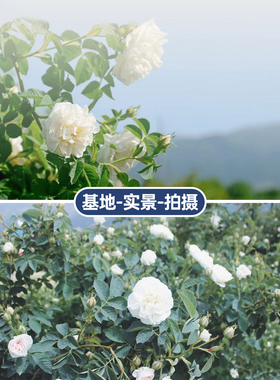 阳洋家白玫瑰纯露520ml暗沉斑点透靓护肤细毛孔养化老化细纹干纹