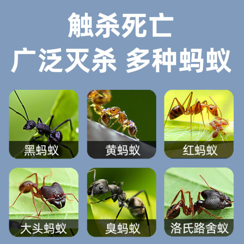 灭蚂蚁药家用室内毒全窝端杀无蚂蚁神器除蚁强效第一名厨房杀虫剂 - 图0
