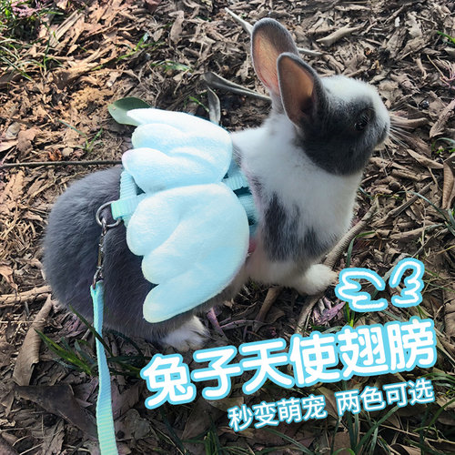 溜兔子牵引绳小宠物兔兔外出专用龙猫链子遛兔绳牵引带防挣脱神器 - 图1