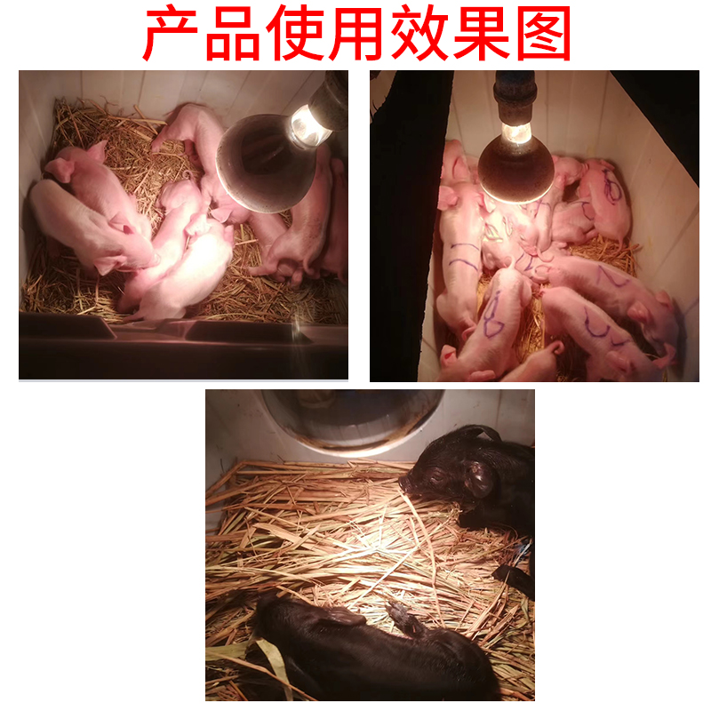 保温灯猪用小猪保暖灯小鸡养殖场专用猪育雏加温烤灯加热取暖灯泡 - 图2