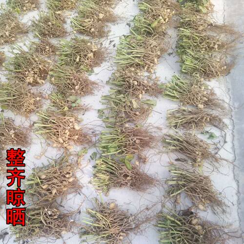 2025年新的花生藤头根 花生头花生根根  干花生根花生根头 - 图0