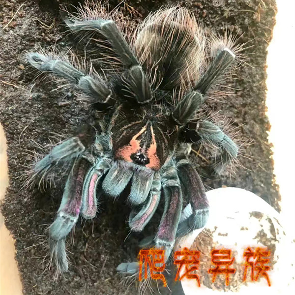 杜兰钢铁蓝 Pamphobeteus spec Duran杜兰钢铁蓝蜘蛛收藏级品种-图1