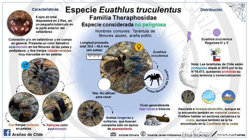 智利蓝腿美人Euathlus truculentus温顺好饲养高端稀有收藏级玩家 - 图0