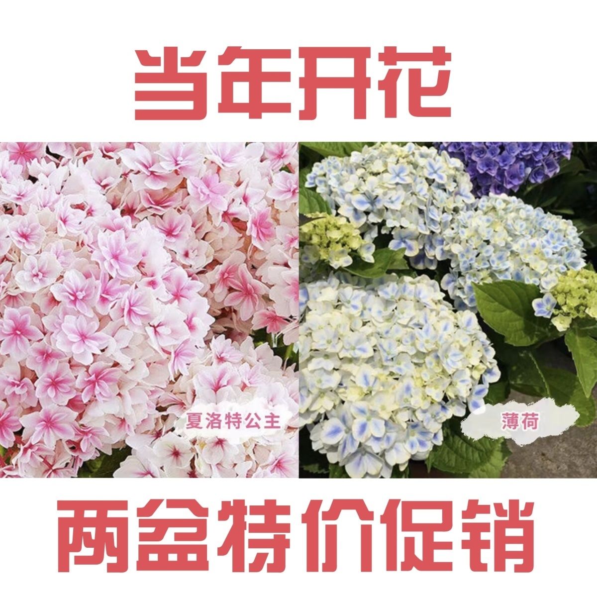 绣球花苗盆栽大花绣球无尽夏四季花卉室内庭院好养活当年开花耐寒 - 图0