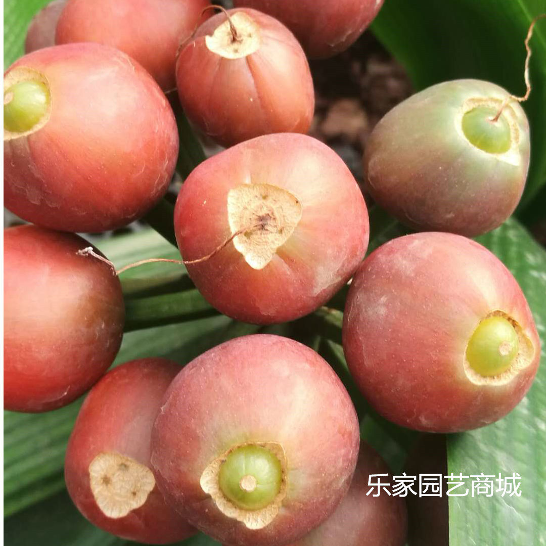 长春君子兰种子精品国兰种子立板插座麻脸大桥圆头腊膜珍珠盆栽,淘宝优惠券,粉丝福利购,淘宝优惠卷