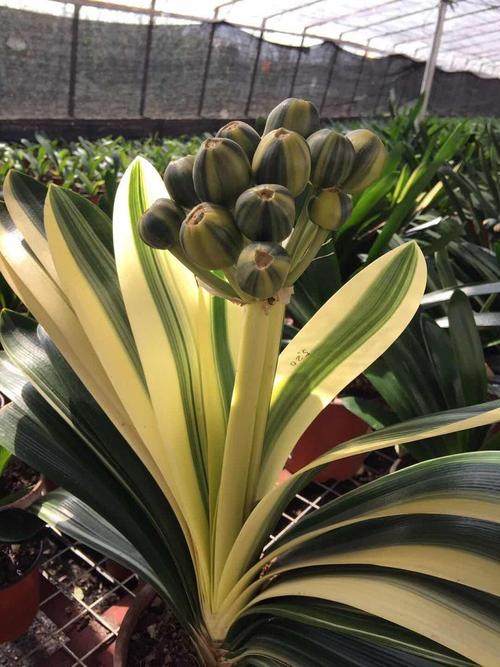 君子兰种子精品国兰种子净化空气四季种植耐寒室内好养绿植花卉,淘宝优惠券,粉丝福利购,淘宝优惠卷