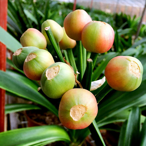 长春君子兰种子精品国兰种子立板插座麻脸大桥圆头腊膜珍珠盆栽,淘宝优惠券,粉丝福利购,淘宝优惠卷