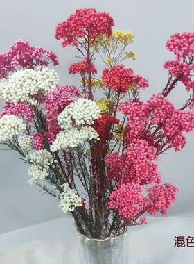 永生花小米花干花天然真花ins家居插花装饰摆设清新文艺拍摄道具