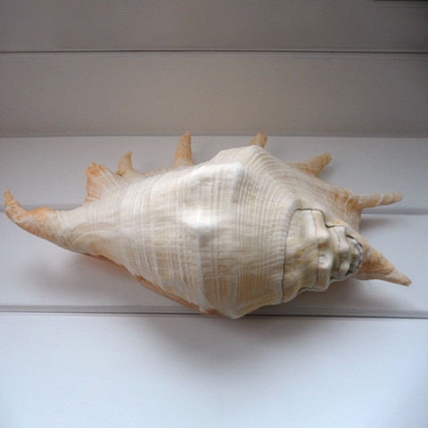 天然七角螺超大海螺贝壳海星珊瑚鱼缸水族造景创意居家摆件ins风-图1