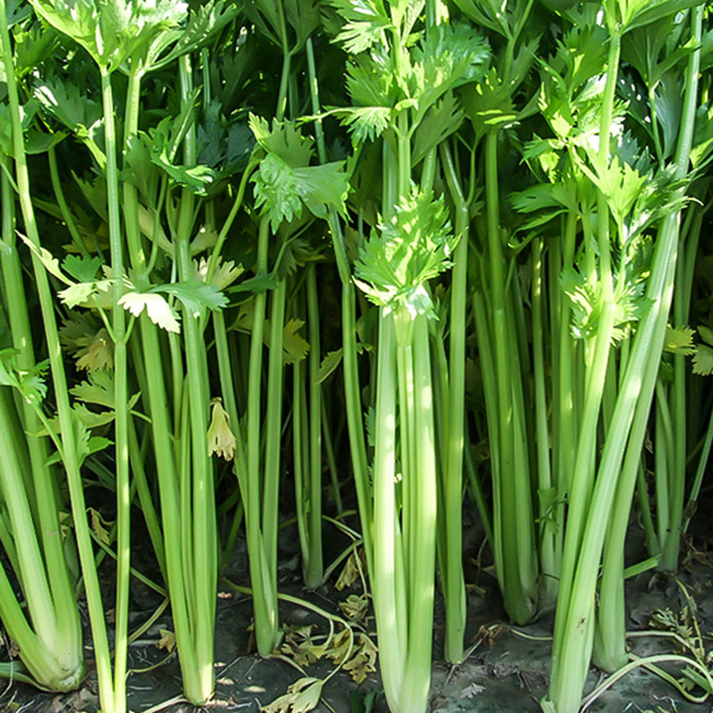 芹菜菜秧苗蕹菜青梗割茬小香芹种苗带根春青菜四季蔬菜大西芹苗子-图3