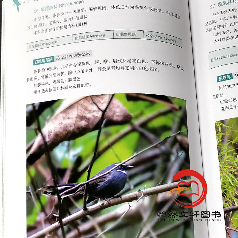 鸟类原色图谱 0152 周材权 杨志松 何晓安 主编 四川卧龙国家*自然保护区系列丛书 中国林业出版社