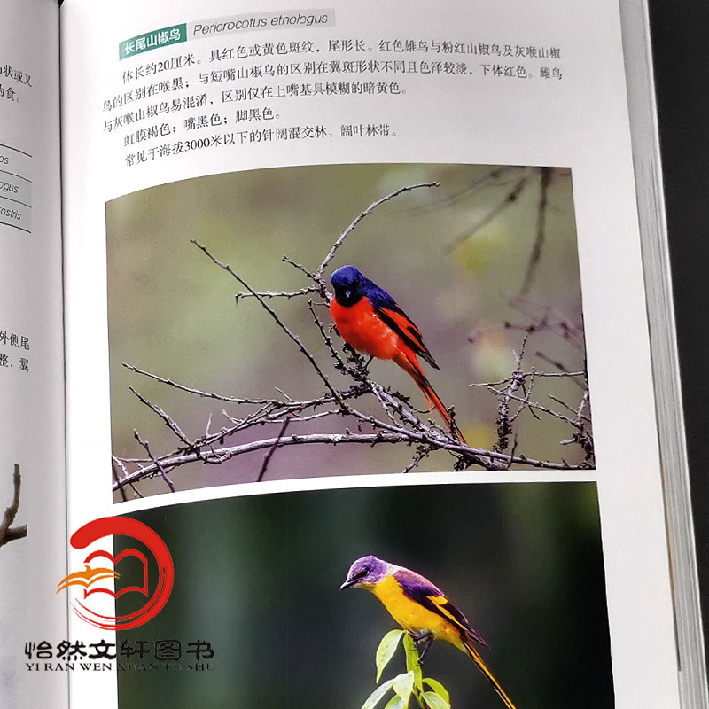鸟类原色图谱 0152 周材权 杨志松 何晓安 主编 四川卧龙国家*自然保护区系列丛书 中国林业出版社