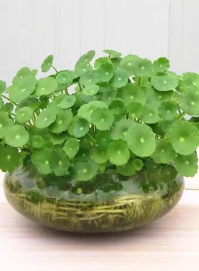 水仙专用花盆玻璃碗莲铜钱草花瓶