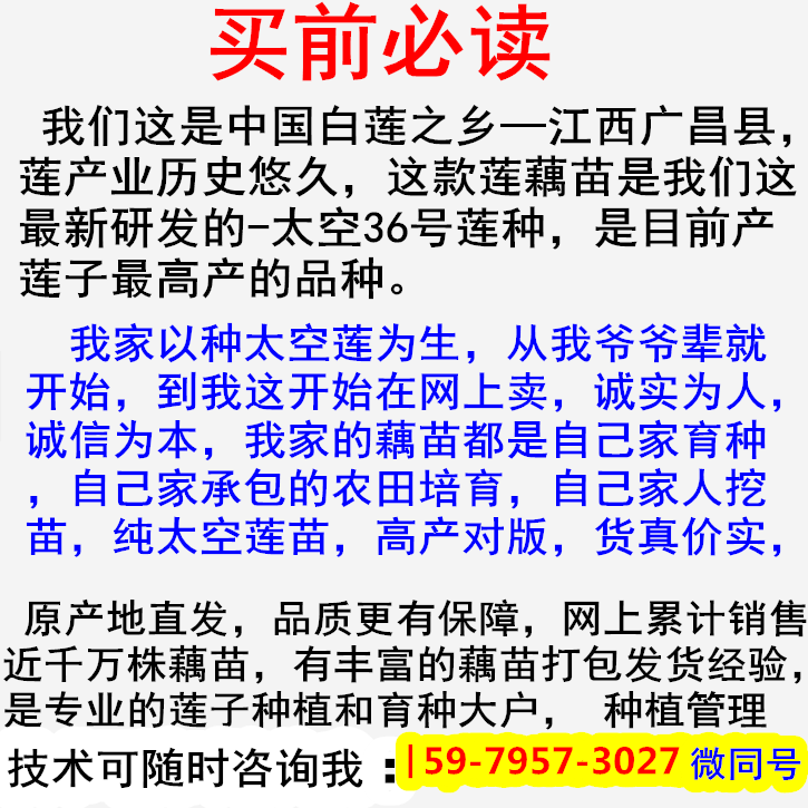 现挖新鲜藕苗 太空36号莲蓬专用藕芽苗 江西广昌直发 观赏红花莲 - 图0