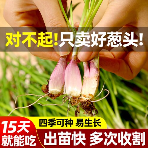 红葱种子葱头小葱四季小香葱种籽红葱头葱苗葱籽香苗火子头孑盆栽 - 图0