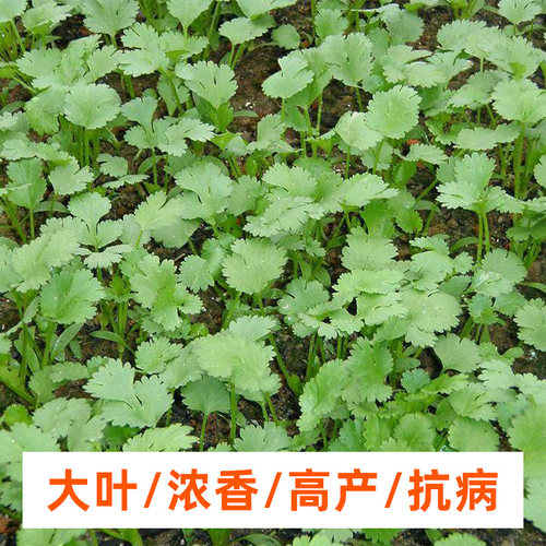 香菜籽种四季老品种大叶小叶芫荽香菜种子阳台种植盆栽蔬菜种子孑 - 图1