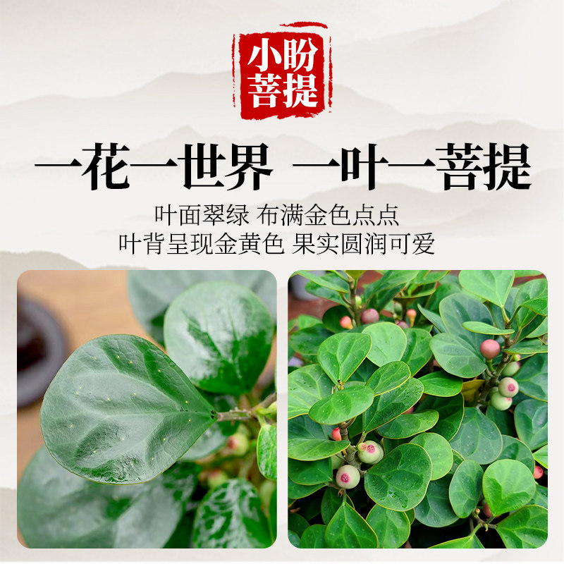 小盼菩提带果盆栽绿植盆景室内中式禅意树苗桌面好养观叶植物摆件,淘宝优惠券,粉丝福利购,淘宝优惠卷