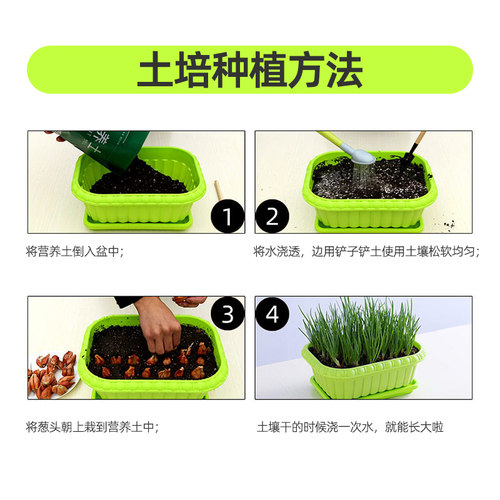 红葱种子葱头小葱四季小香葱种籽红葱头葱苗葱籽香苗火子头孑盆栽 - 图2