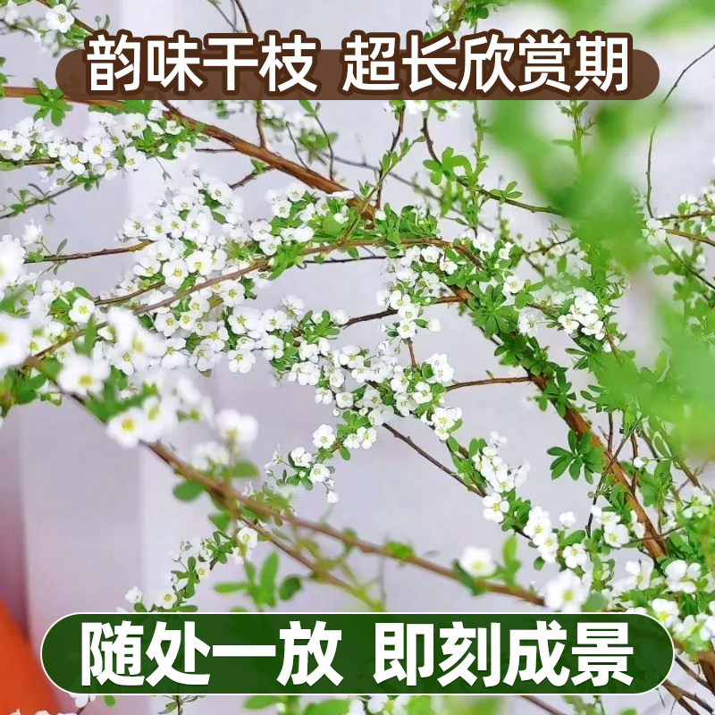 Snow willow fresh branches and dry branches water cultured hydroponic plants