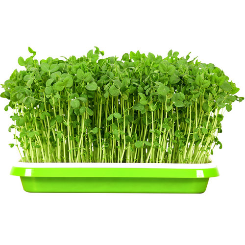 芽苗菜种子豌豆苗种孑豌豆种籽苗尖荷兰豆龙须菜四季阳台蔬菜菜籽 - 图3