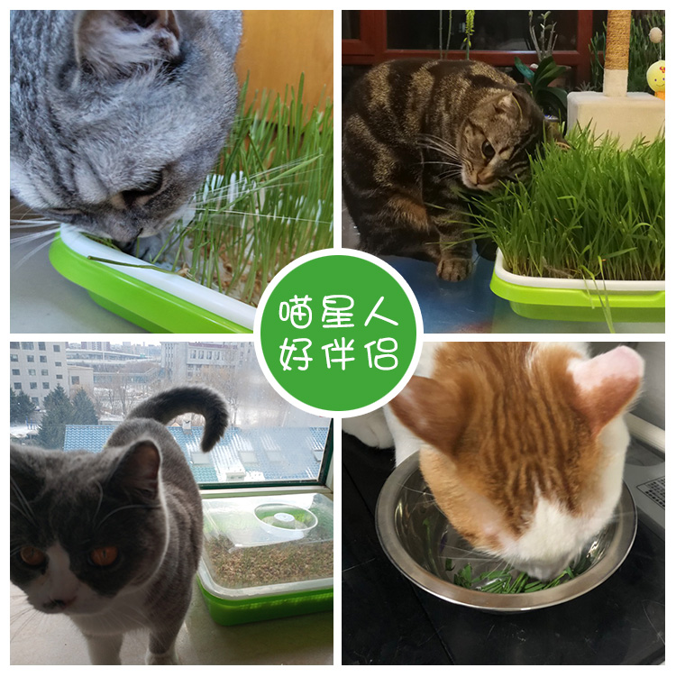 猫薄荷草种盆栽籽小麦种子孑大麦苗水培盆栽无土栽培种植盆育苗盘 - 图0