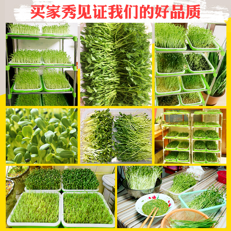 纸上种菜豆芽菜育苗盘芽苗豌豆苗种植盘盆托带盖家用无土栽培蔬菜-图0