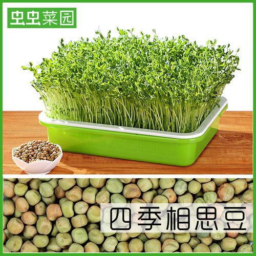 芽苗菜种子豌豆苗种孑豌豆种籽苗尖荷兰豆龙须菜四季阳台蔬菜菜籽 - 图0