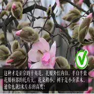 辛夷花特级 新人首单立减十元 21年8月 淘宝海外