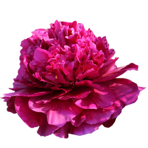 紫色牡丹花苗 百园红霞 菏泽庭院地栽牡丹阳台盆栽阳台花苗花卉 - 图3