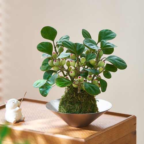 小盼菩提苔藓球水培植物办公室内桌面好养易活花卉绿植观果盆栽树 - 图1