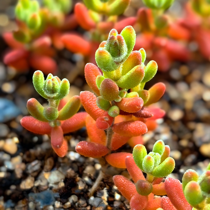 实生红宝石枝干番杏多肉植物花卉绿植盆栽室内阳台窗台好养不带土 - 图0