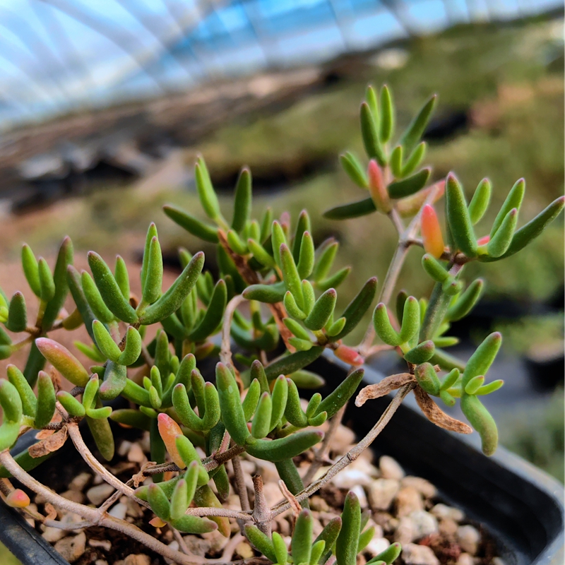 实生红宝石枝干番杏多肉植物花卉绿植盆栽室内阳台窗台好养不带土 - 图2