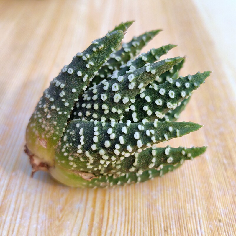 大棵鱿鱼圈硬叶十二卷多肉植物花卉绿植沙鱼掌属室内盆栽阳台好养