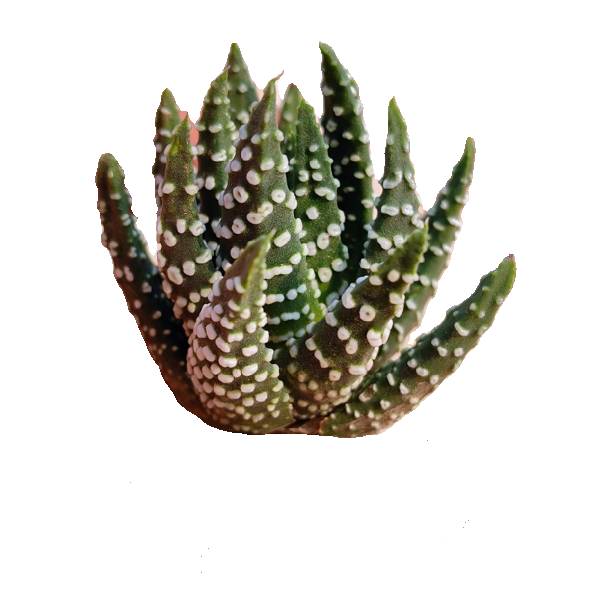 大棵鱿鱼圈硬叶十二卷多肉植物花卉绿植沙鱼掌属室内盆栽阳台好养