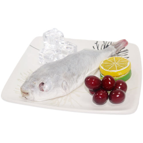 新鲜活河豚鱼刺身暗纹东方鲀食用现宰杀含肉皮已处理冰鲜即食冻品 - 图3