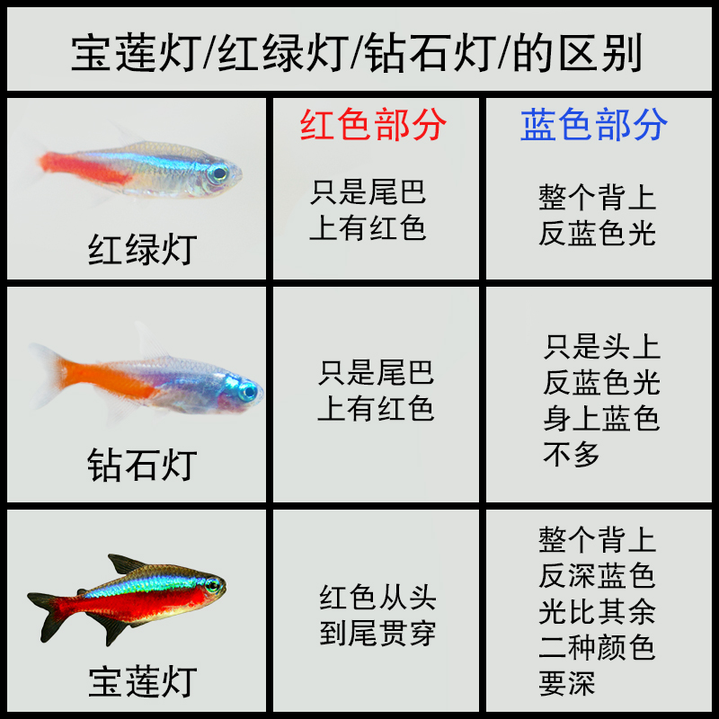 不换水的鱼金鱼混搭鱼苗观赏鱼耐活自养小小鱼活观赏鱼家养金鱼.-图1