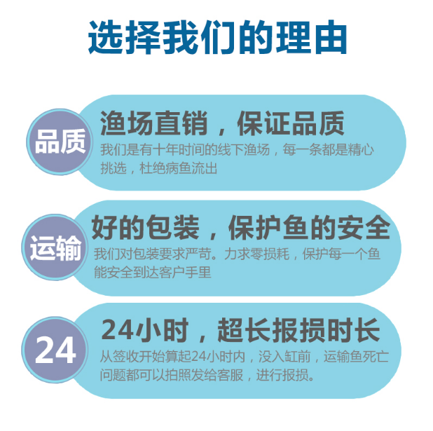 不换水的鱼金鱼混搭鱼苗观赏鱼耐活自养小小鱼活观赏鱼家养金鱼. - 图2