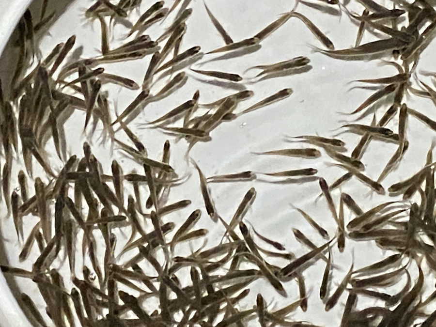 麦穗鱼喂乌龟小鱼苗淡水鱼饵料鱼练手鱼饲料鱼龙鱼饲料活体闯缸鱼