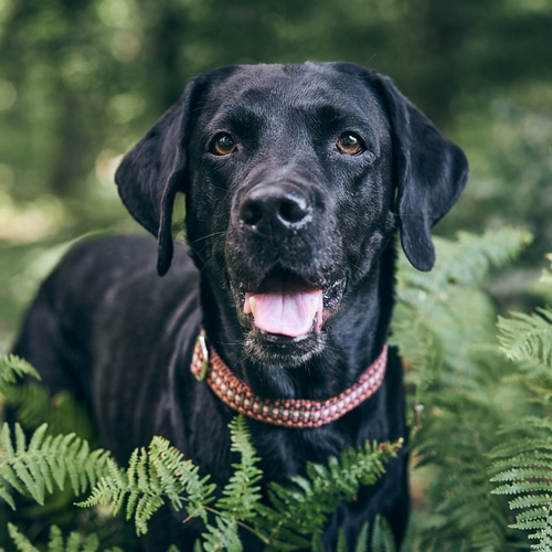 Парк Парк Торгин в Германии импортировал облако7
