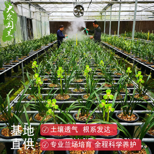 春兰宋梅兰花苗名贵盆栽兰草浓香大众国兰精品带花苞盆景室内好养 - 图1