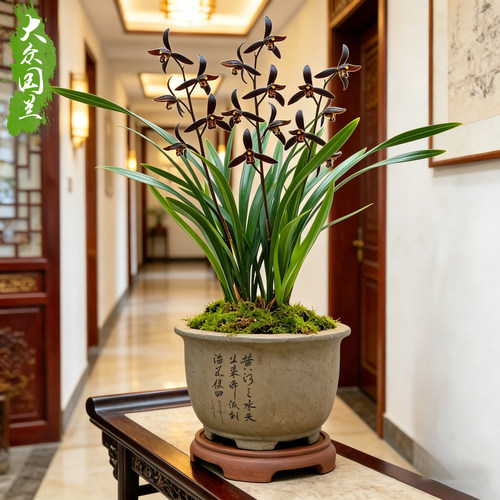兰花兰草企黑墨兰带花苞浓香花卉盆栽易活兰草花兰花苗客厅净化 - 图2