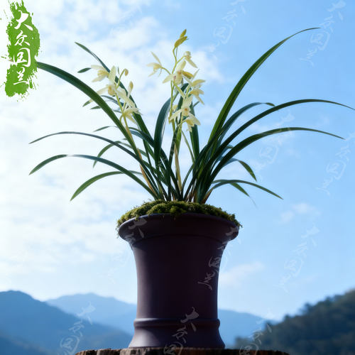 兰草建兰青山玉泉兰花盆栽名贵植物国兰兰花苗带花苞大众国兰清山 - 图0