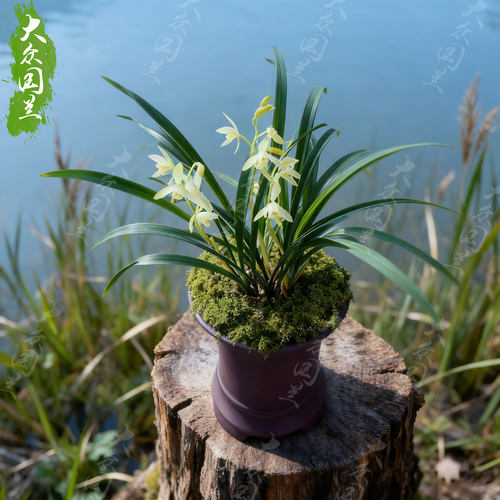 兰草建兰青山玉泉兰花盆栽名贵植物国兰兰花苗带花苞大众国兰清山 - 图2