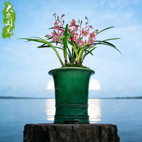 【市长红】建兰浓香兰花带花苞四季兰草花卉盆栽名贵国兰室内桌面 - 图2