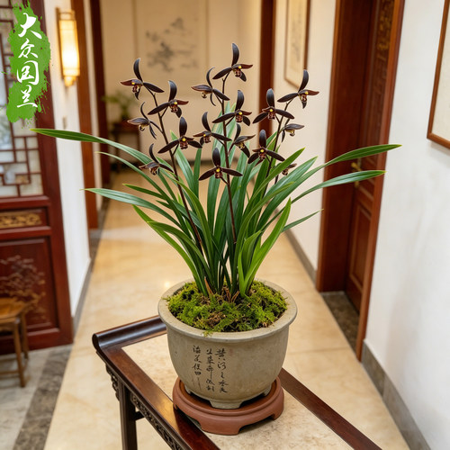 兰花兰草企黑墨兰带花苞浓香花卉盆栽易活兰草花兰花苗客厅净化 - 图0