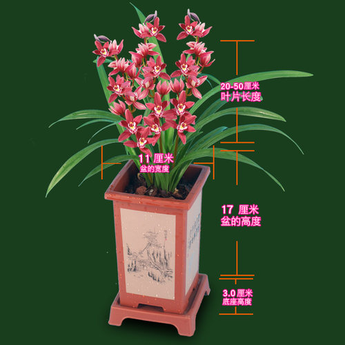 【红双喜】兰花盆栽植物名贵四季兰浓香型兰花苗建兰室内兰草国兰-图0