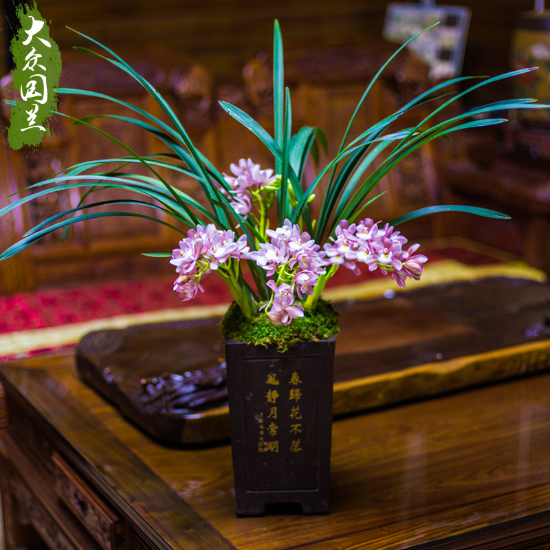 兰花盆栽植物名贵浓香兰花苗带花苞樱花花卉大众国兰场兰草建兰草 - 图3