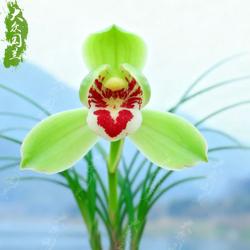 春兰翠红笺兰花苗名贵盆栽花卉植物室内客厅好养不带花苞精品细叶 - 图2